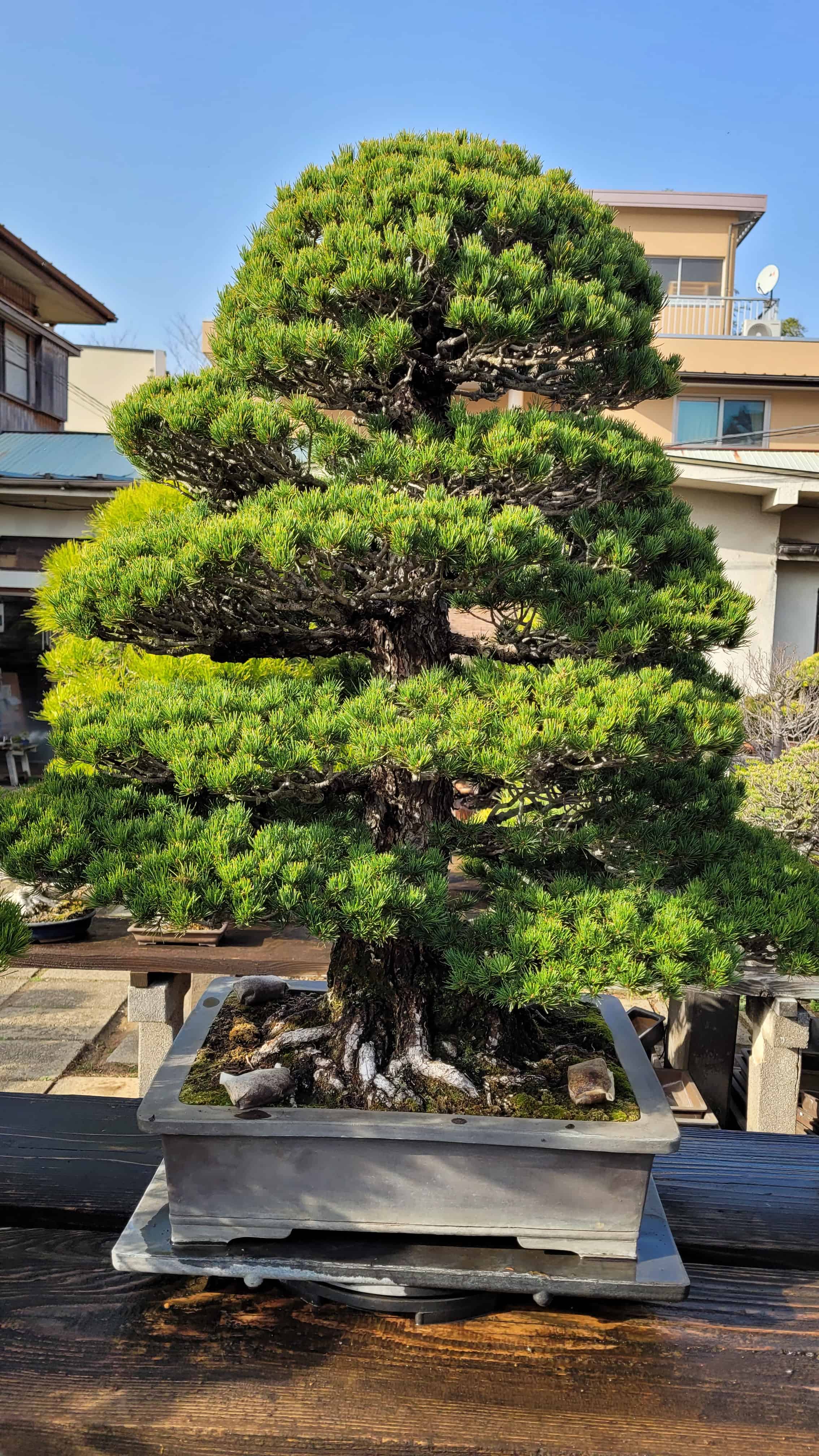 A pine bonsai tree from omiya in Japan